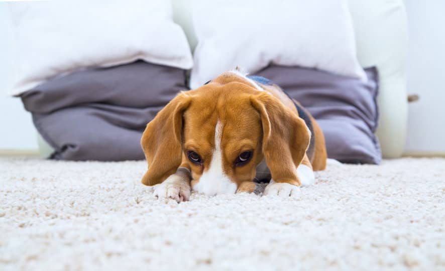 Professional Carpet Cleaning: Is it Safe for Your Pets?