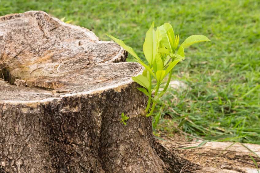 What is the Cost of Tree Stump Removal in Lexington?